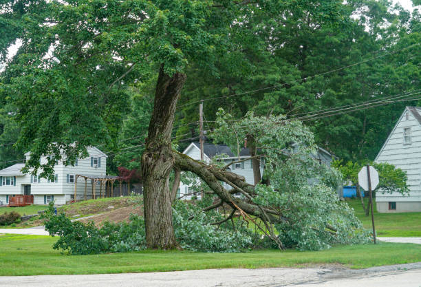 Reliable Redstone Arsenal, AL Tree Service Solutions